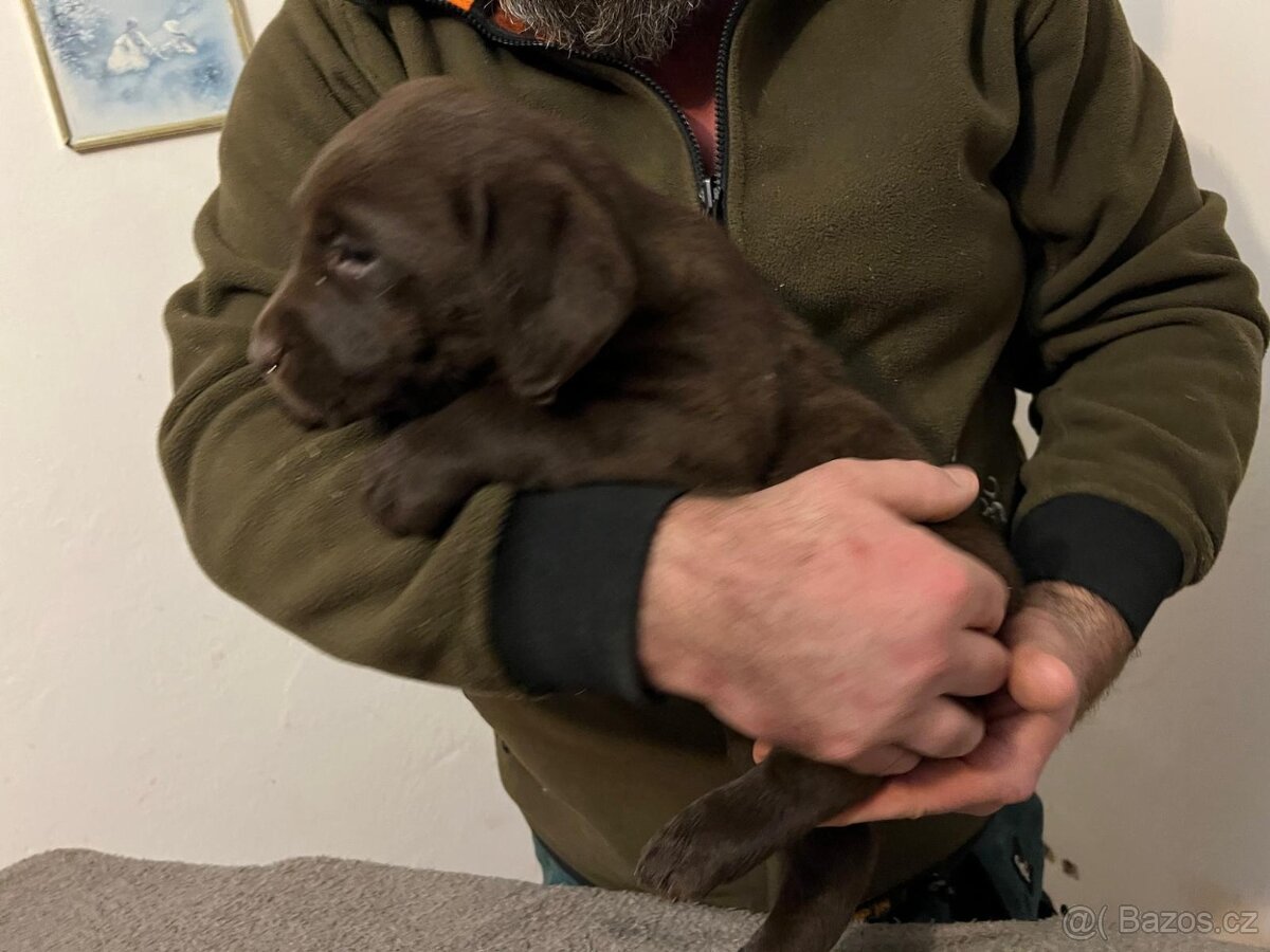 Labradorský retrívr - tmavě hnědá - 5