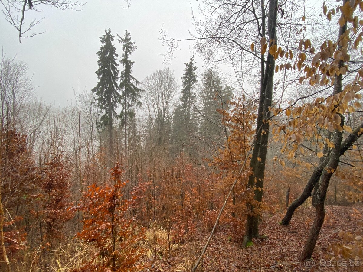 Lesní pozemek Jedlí - 5