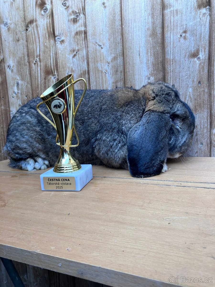 Francouzský beran s PP - 5