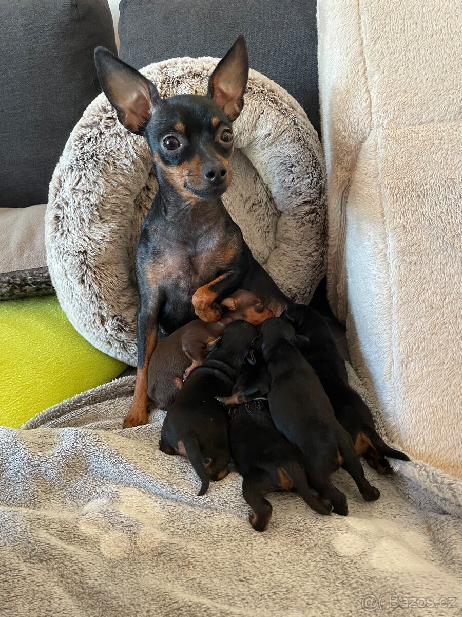 Pražský krysařík - štěňata s PP FCI - 5