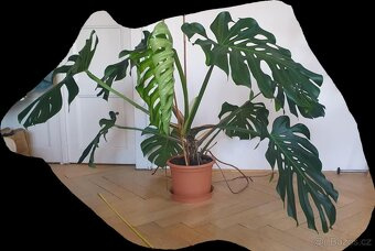 Monstera Deliciosa, 3 roky stará - 5