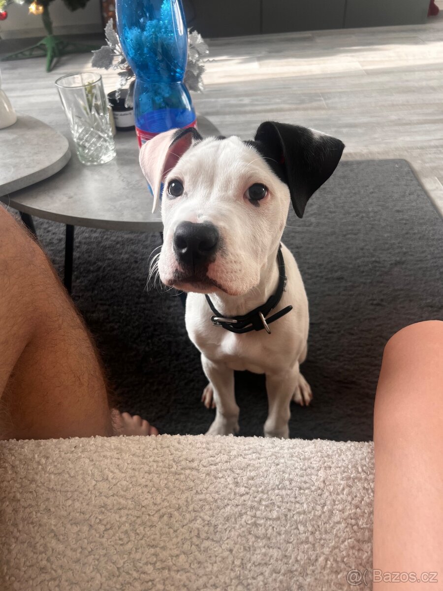 Am Staff kríženka - 5