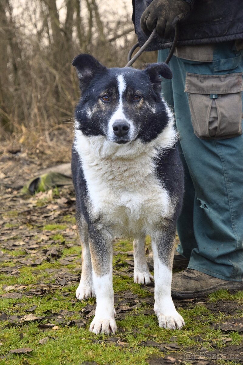 Gabby hledá domov - 5