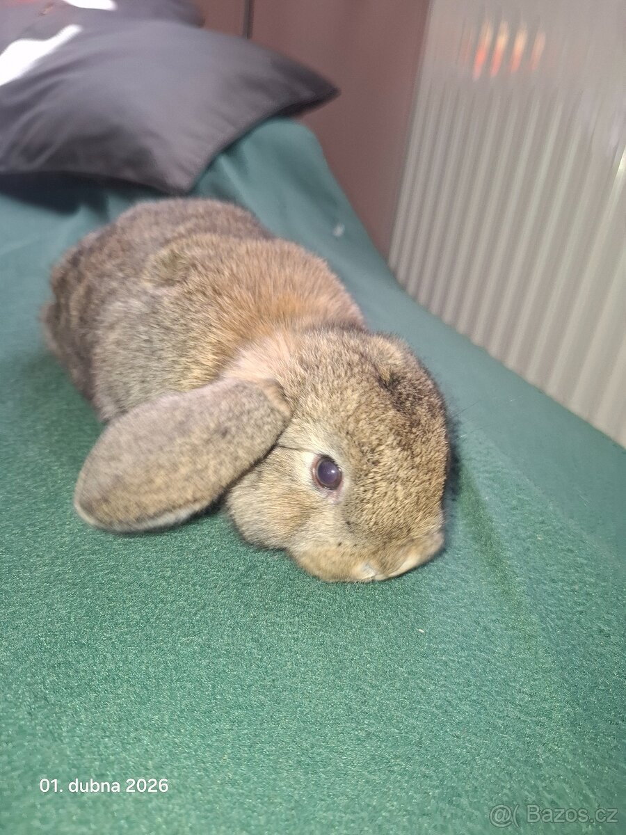 Zakrslý beránek - 5