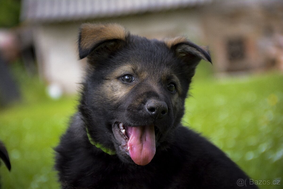 Německý ovčák s PP - 5