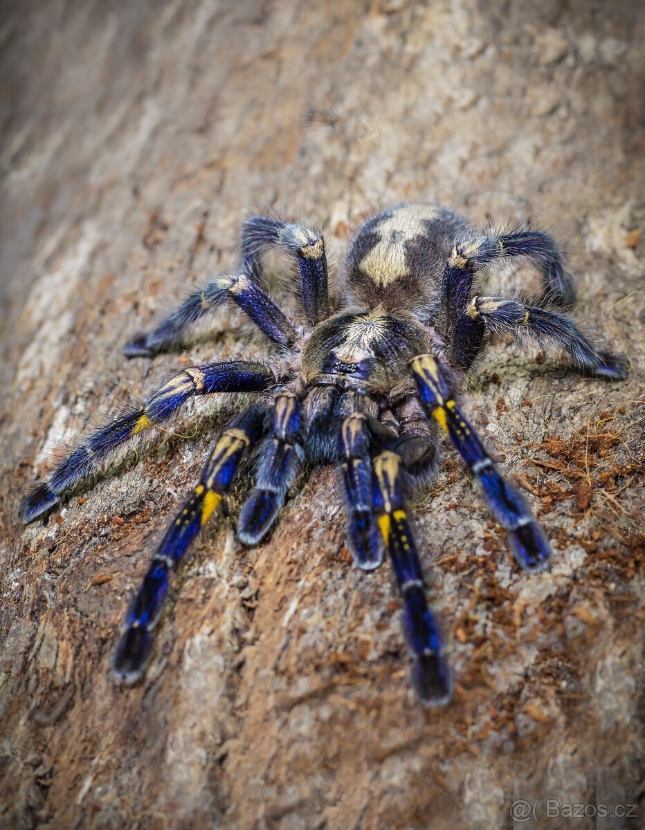 Sklípkani akce do 17.8 - 5