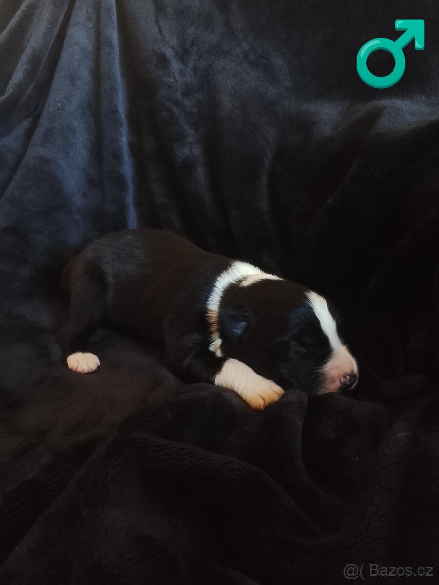 Border kolie štěně - 5