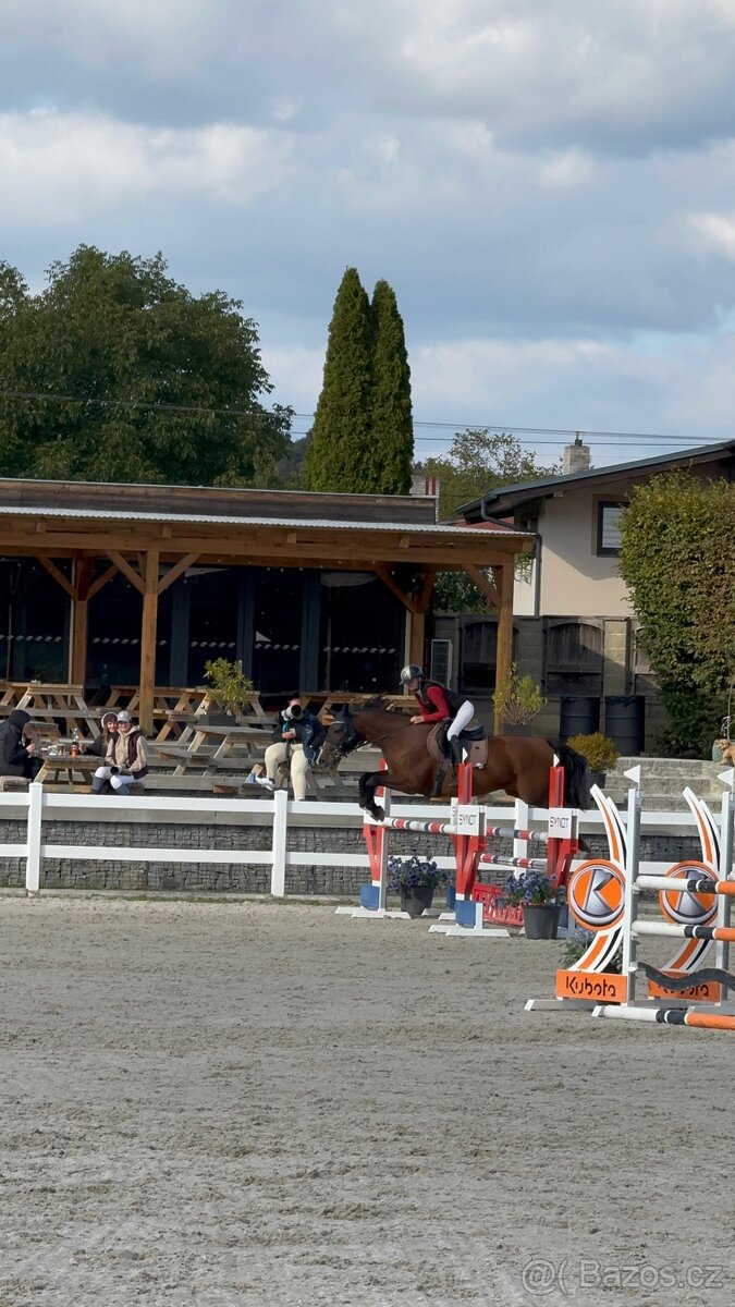 Kobyla do chovu a sportu - 5