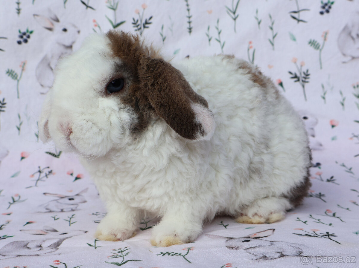 Zakrslý rex beránek maličký sameček - 5