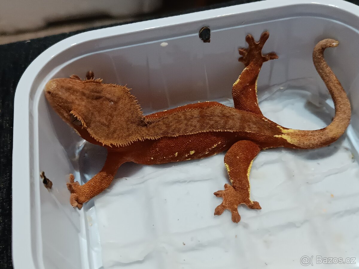 Pagekon řasnatý 1/3 - 5