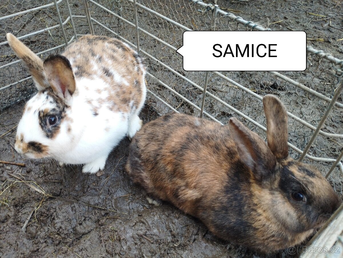 Králíci-otec Dalmatinský rex - 5