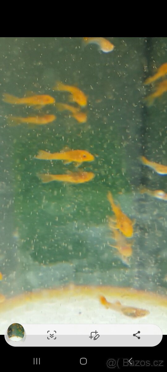 Prodám ancistruse l 144 lemon A obyč hnědé - 5