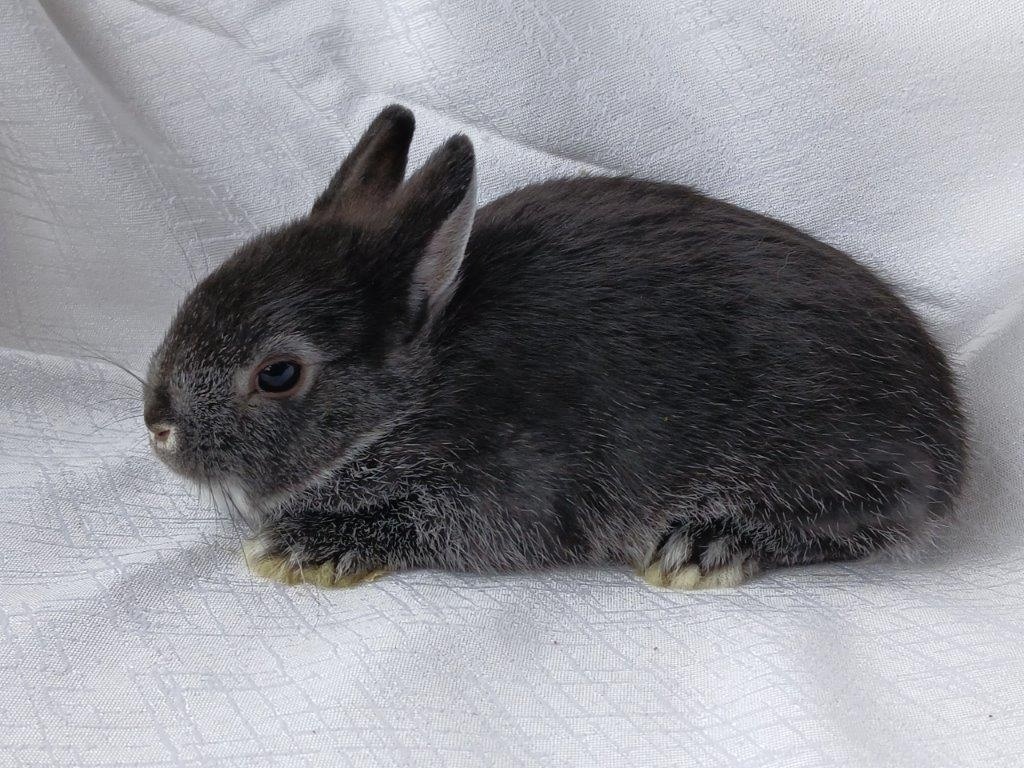 Zakrslí beránci a bílopesíkatí králíčci s rodokmenem - 5