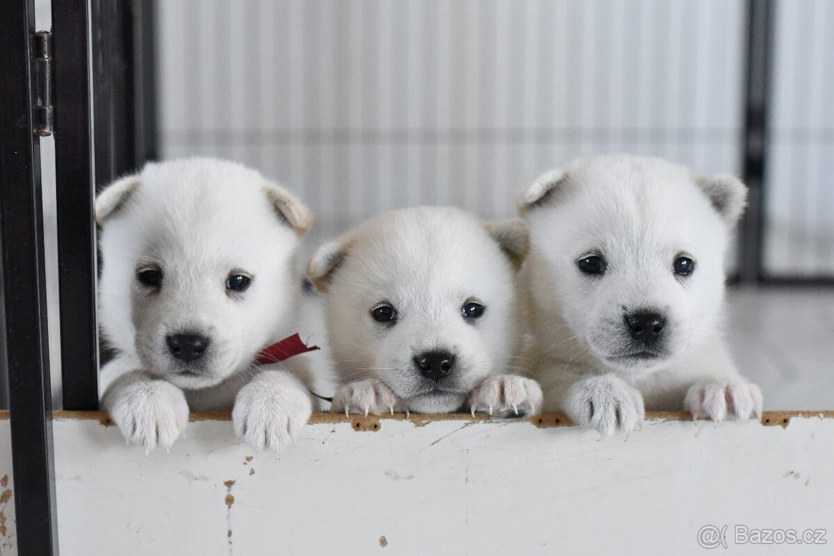 Kishu Inu štěňata s PP FCI - odběr na Vánoce - 5