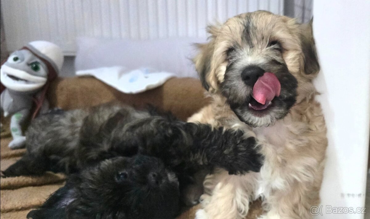 Nabízíme k prodeji dvě štěňata ( pejsky ) - 5