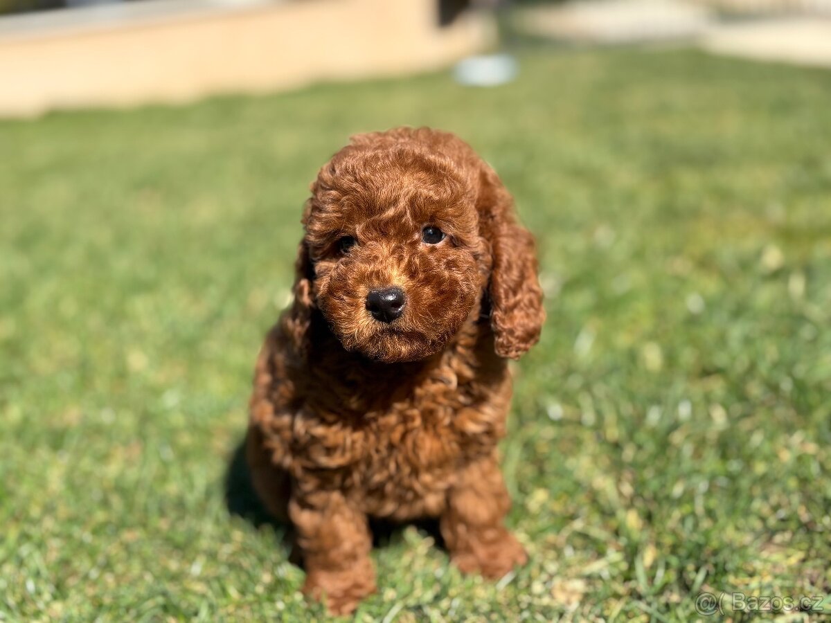 Pudl, pudel toy/ trpaslici - 5