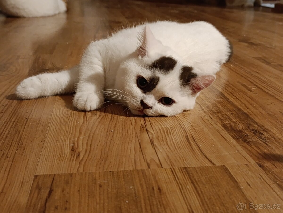 Britská koťátka s PP - 5