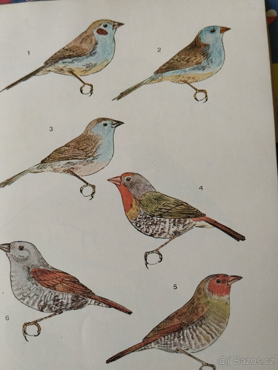 Chovatelská příručka/ droboť, stará kniha - 5