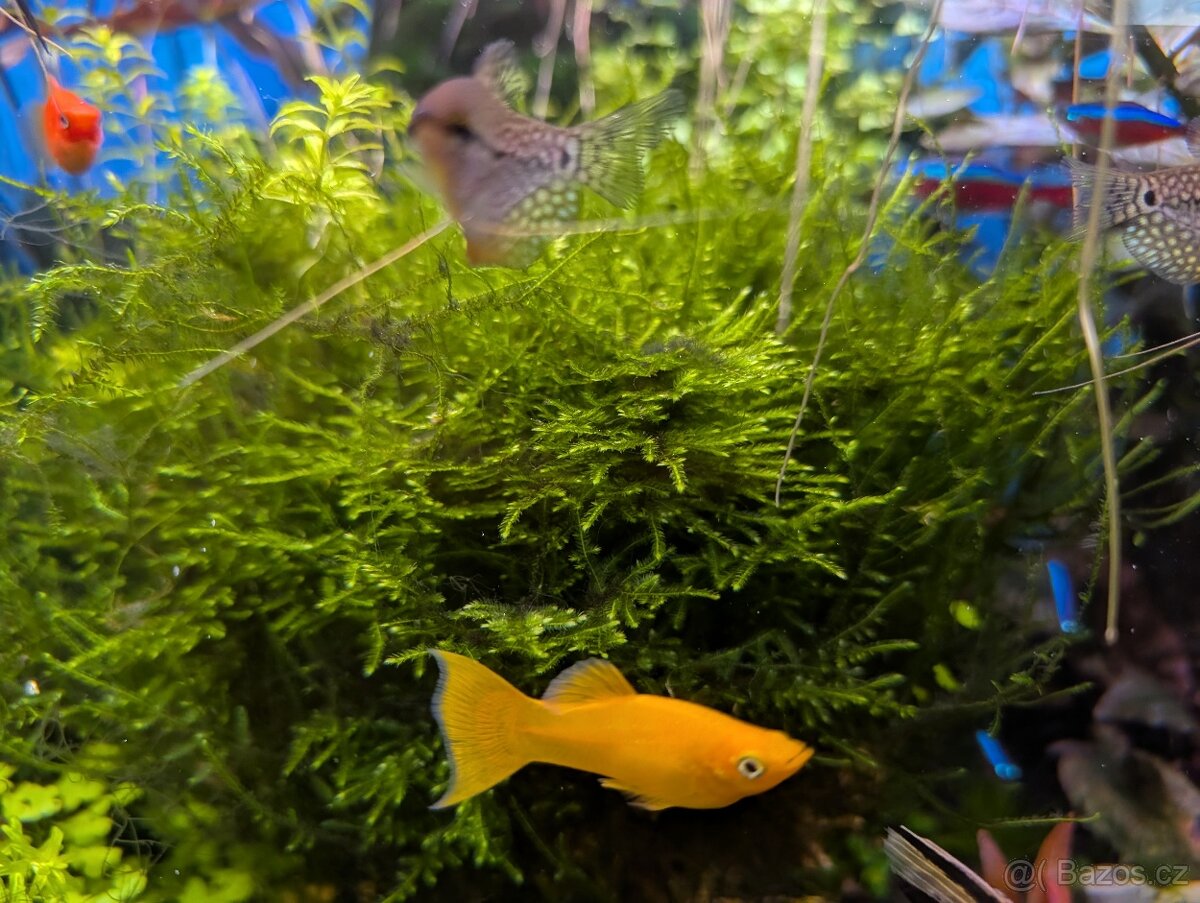 Akvarijní rostlinky - 5