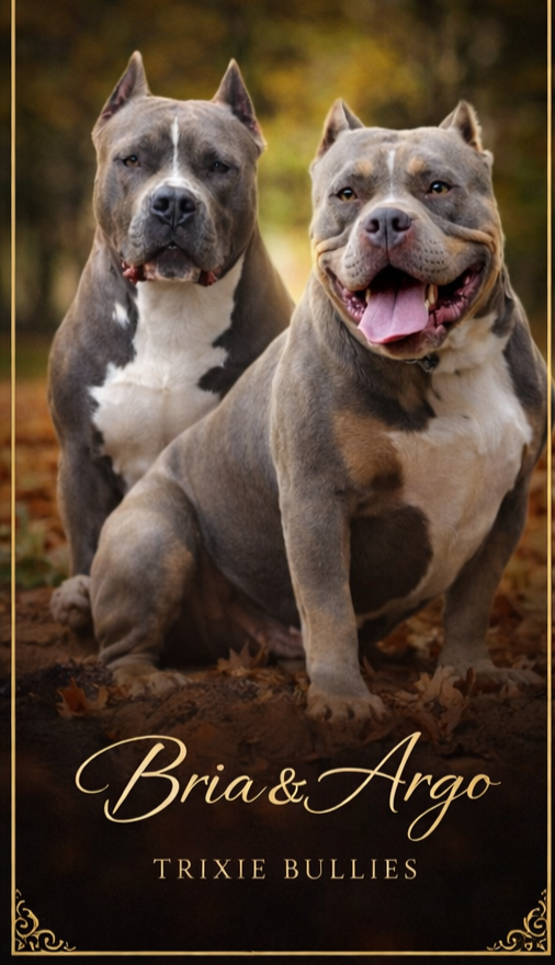 American Bully Standard - 5