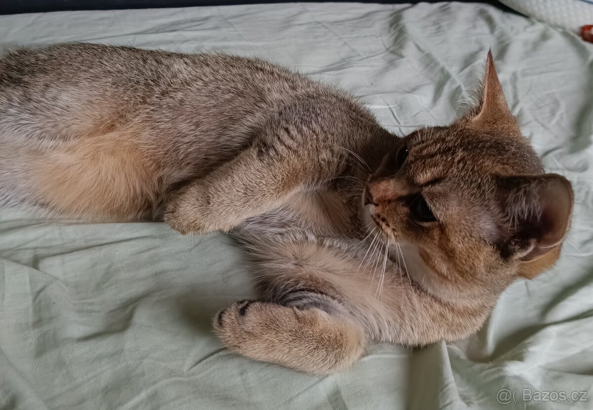 Britský kocourek bez PP - 5