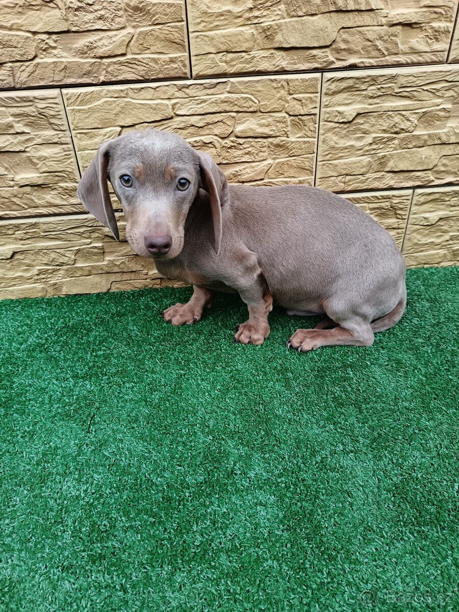 Jezevčík trpaslici - 5