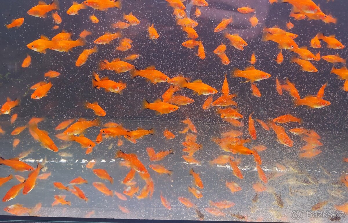 Mečovka Mex. Cometa a panceřníček C. Paleatus - 5