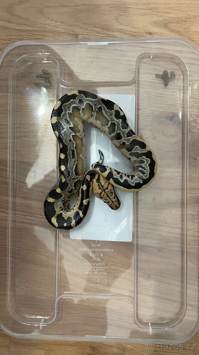 python breitensteini - 5