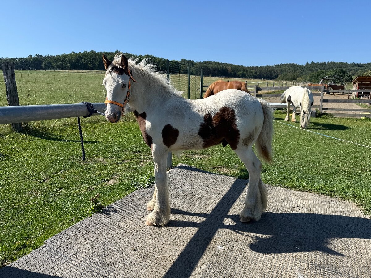 Hřebeček Irský cob - 5