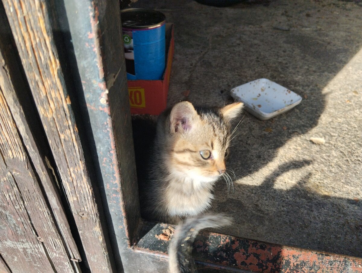Daruji koťátka - 5