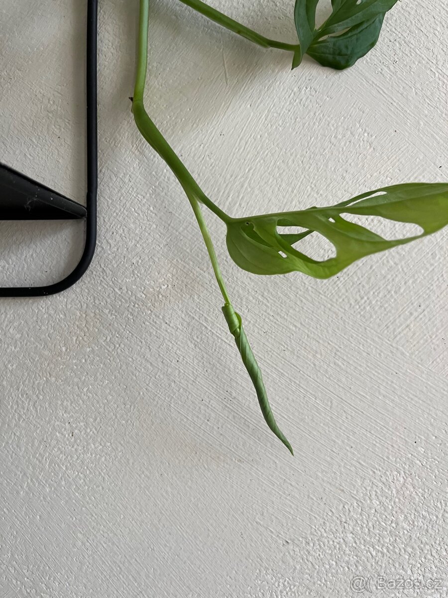Monstera Monkey / Adansonii - SPĚCHÁ - 5