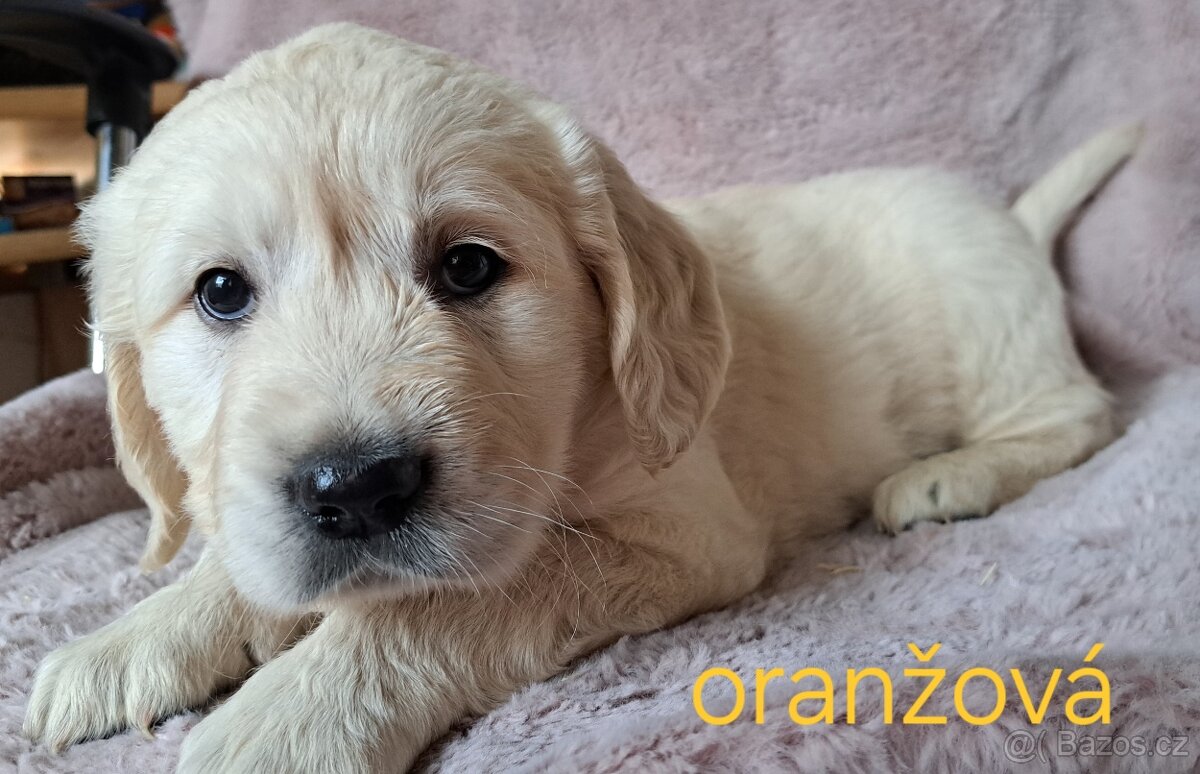 Štěňata zlatý retrívr bez PP - 5