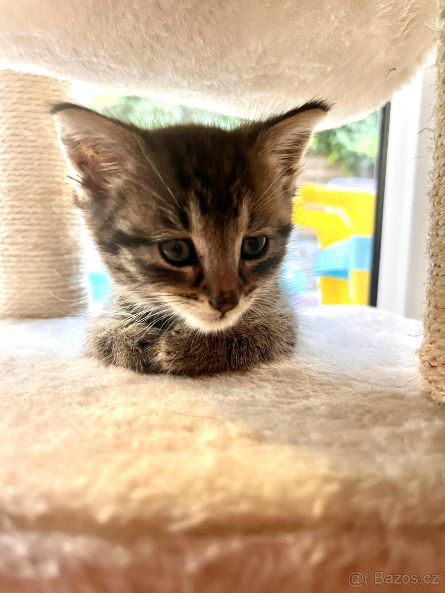 Daruji kocourka - 5