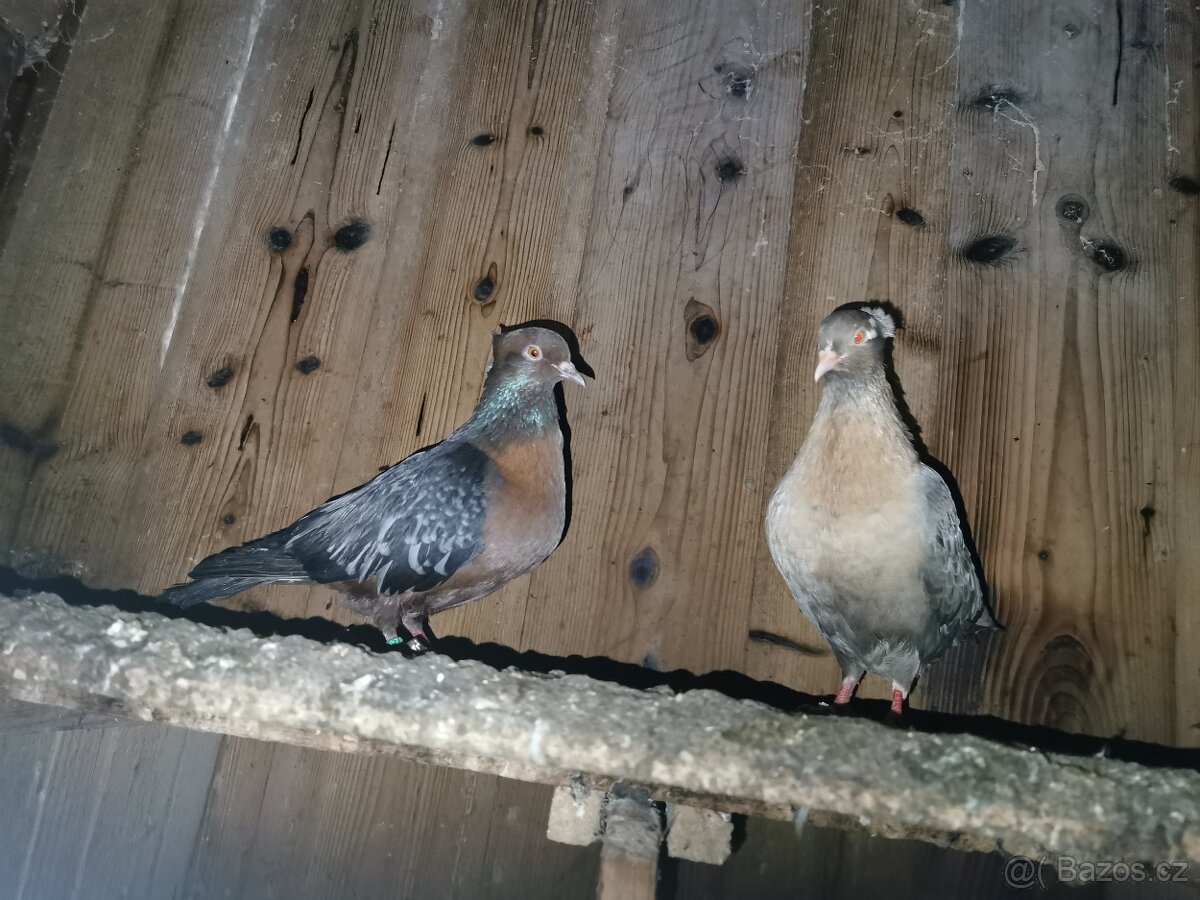 Slepice perličky, holubi - 5