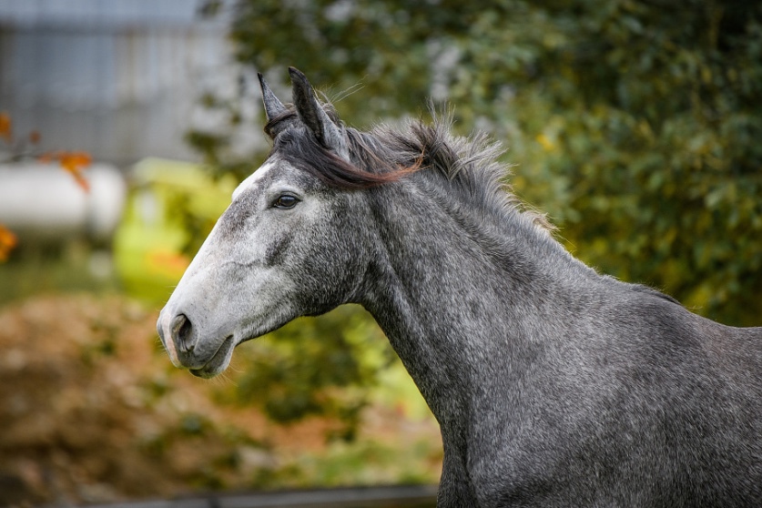 Lusitano charakterní klisna - 5