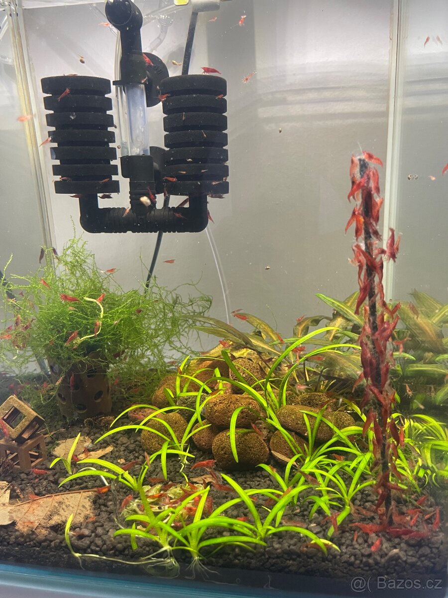 Krevetky červené Red Cherry - 5