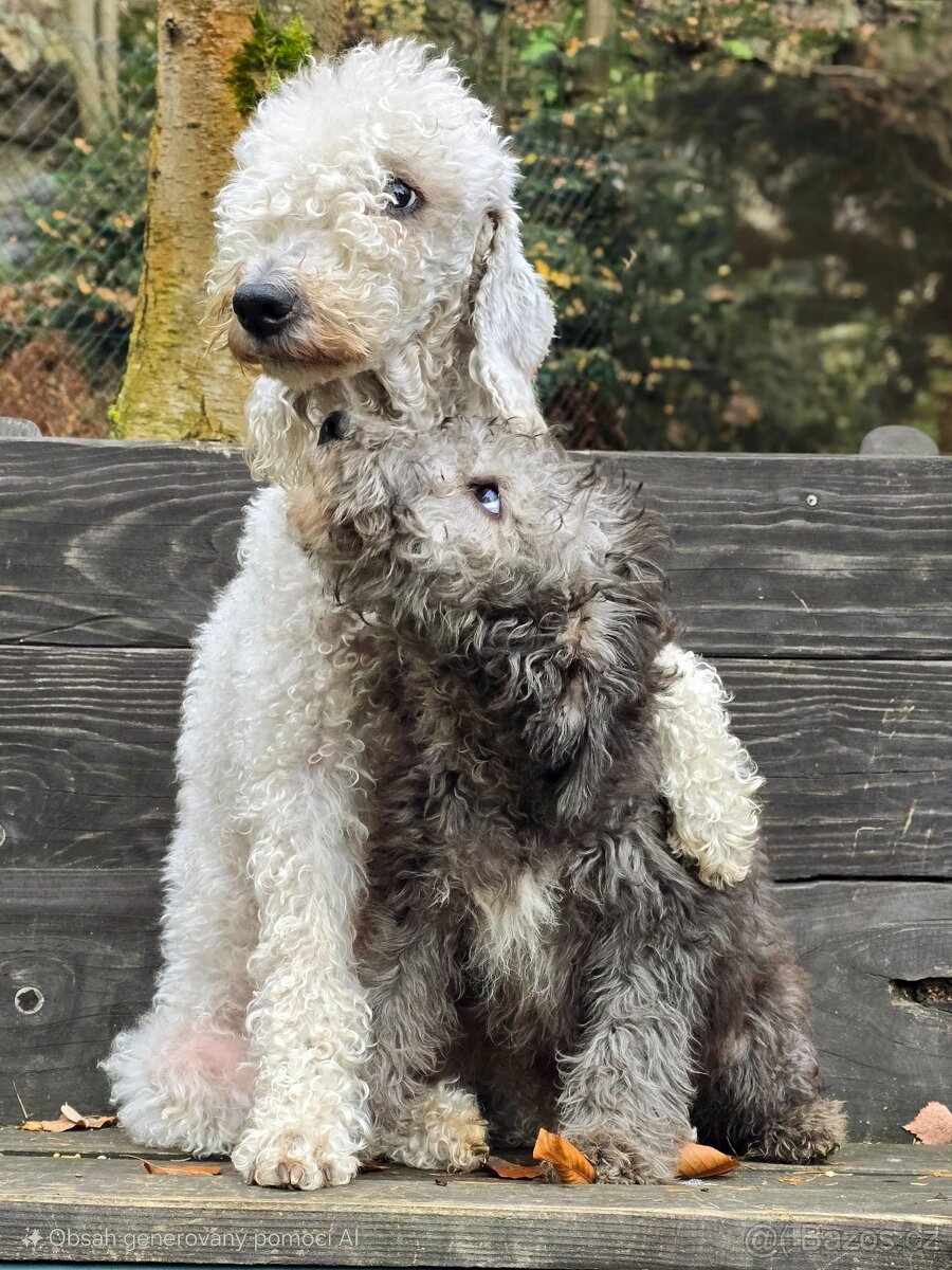 Bedlington teriér - 5
