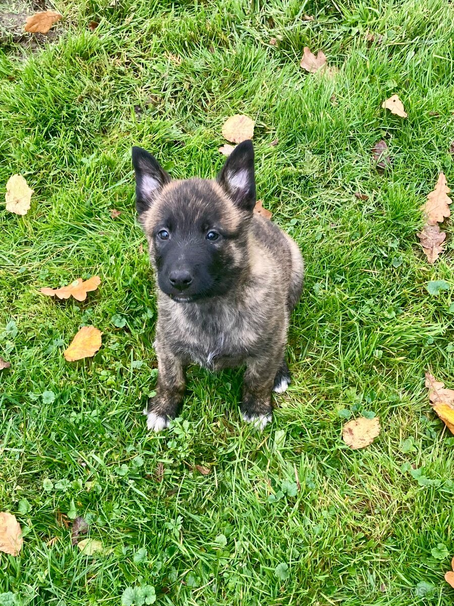 Prodám štěňátka - 5