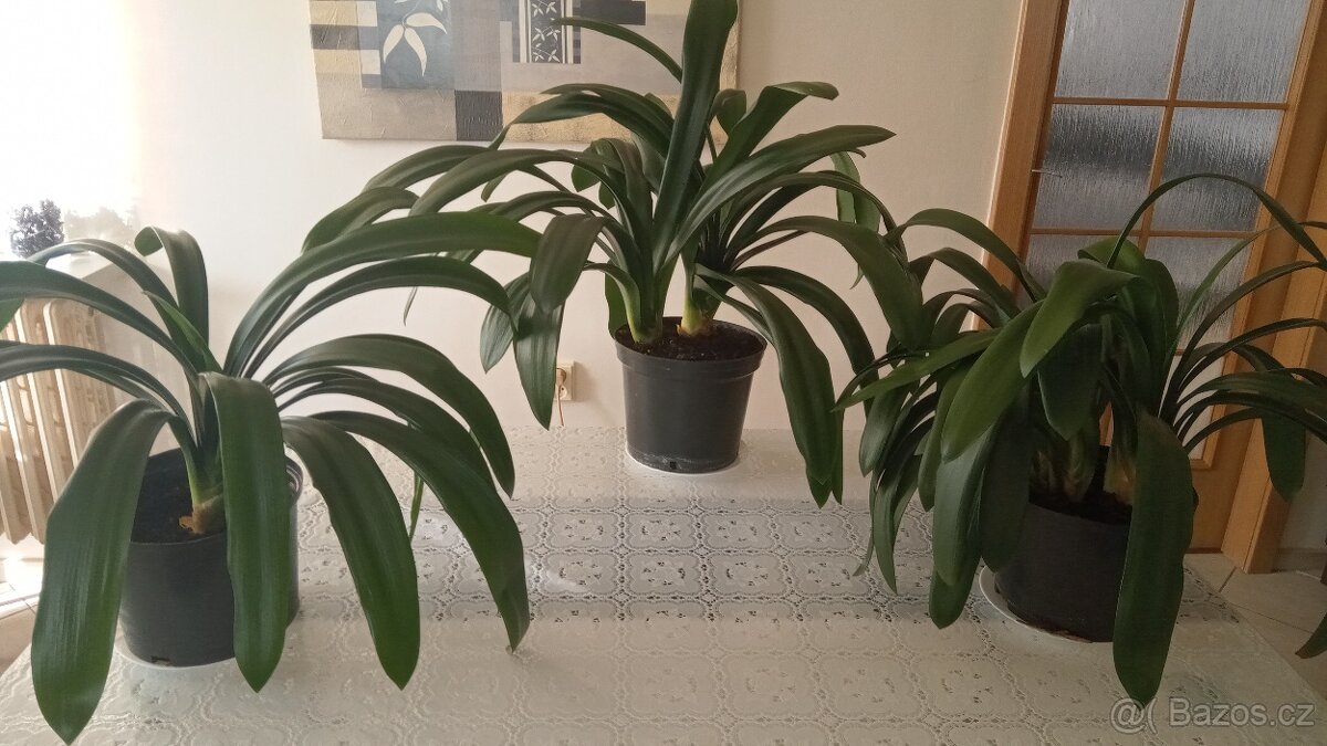 Klivie - Clivie, agáve - 5