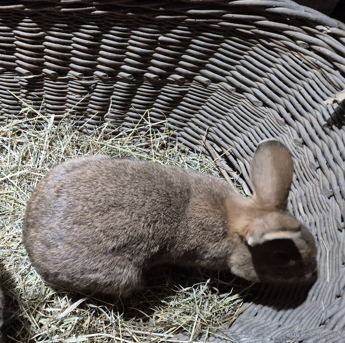 Kralik samec , kříženec českého červeného - 5