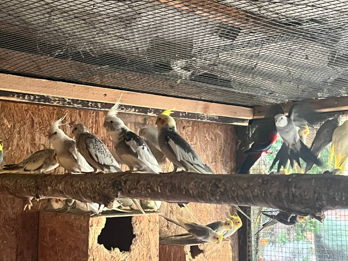 loňské korely - různé barvy - 5