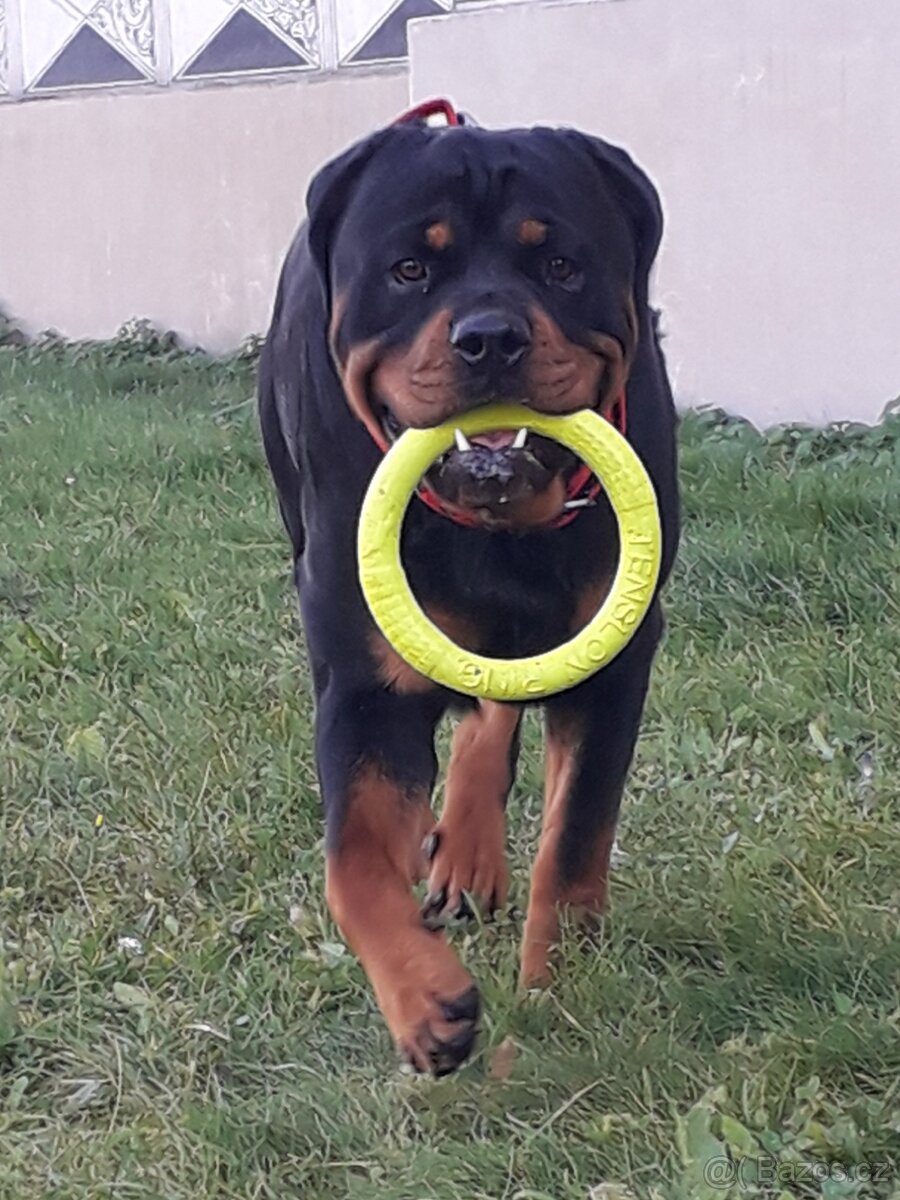 Rotvajler pes bez pp - 5