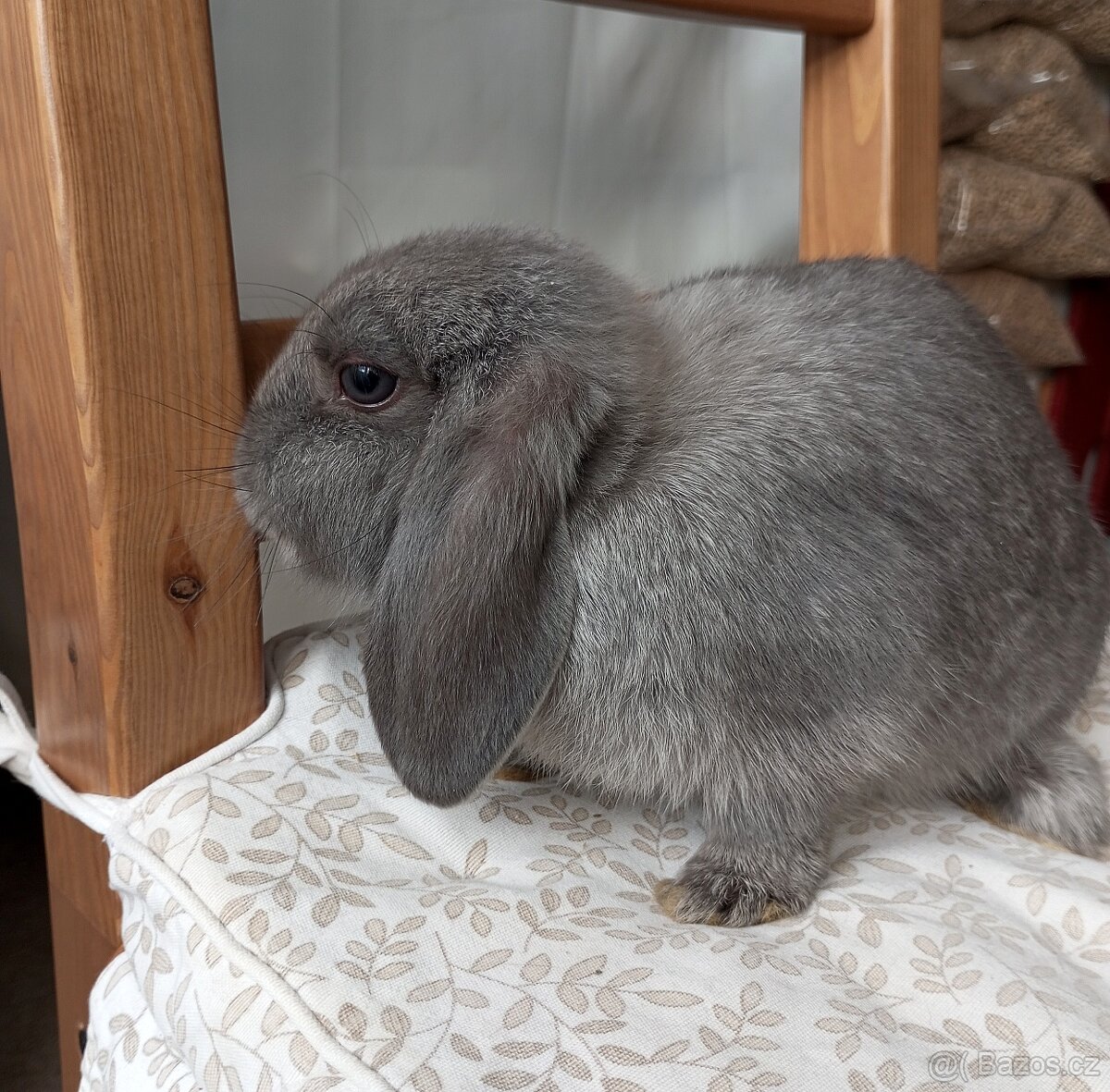Zakrslý beránek králíček - 5