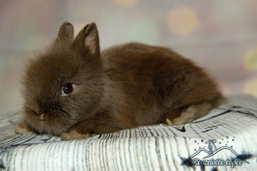 Zakrslí králíčci Teddy s VP (Vánoční miminka)-doprava po ČR - 5