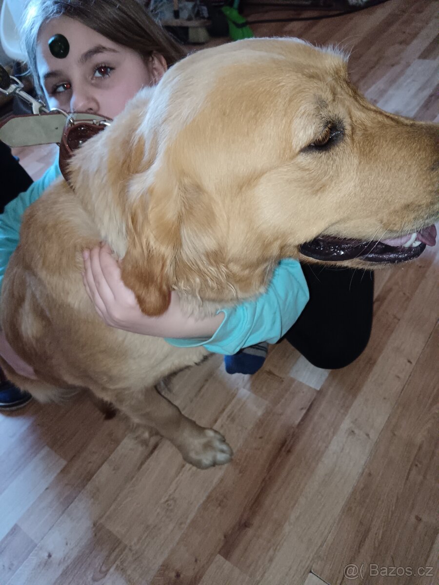 Zlatý retrívr fenka je v rezervaci - 5