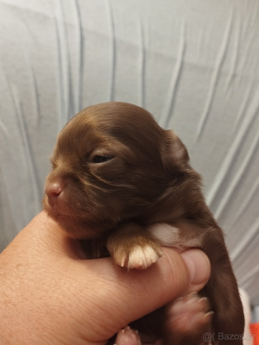 Čivava dlouhosrstá - 5