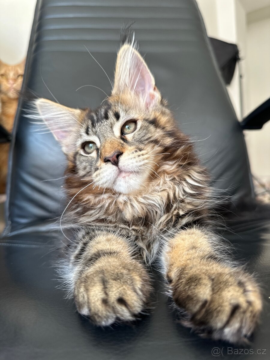 mainska mývalí s pp - 5