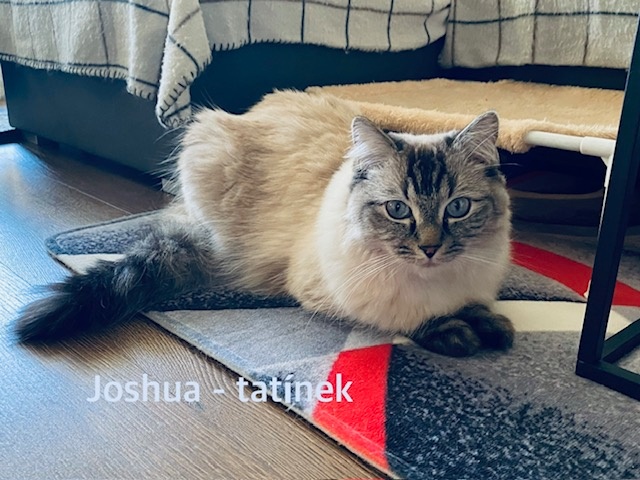 Ragdoll koťátka - 5