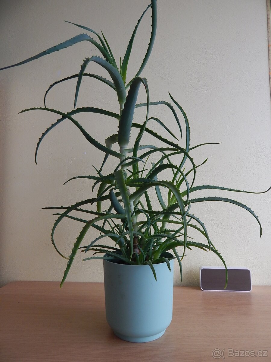 Aloe Vera pravá 3-5 let - 5