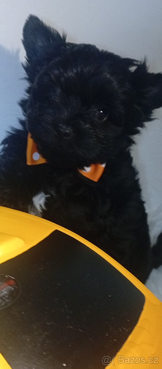 Jorkšírský teriér,Black,Merle,Biewer - 5